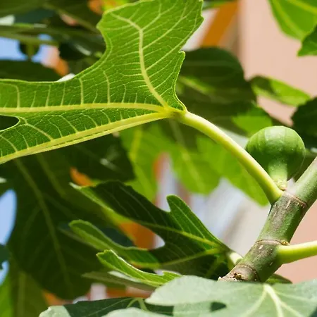 ホテル Darius Hstl サニービーチ