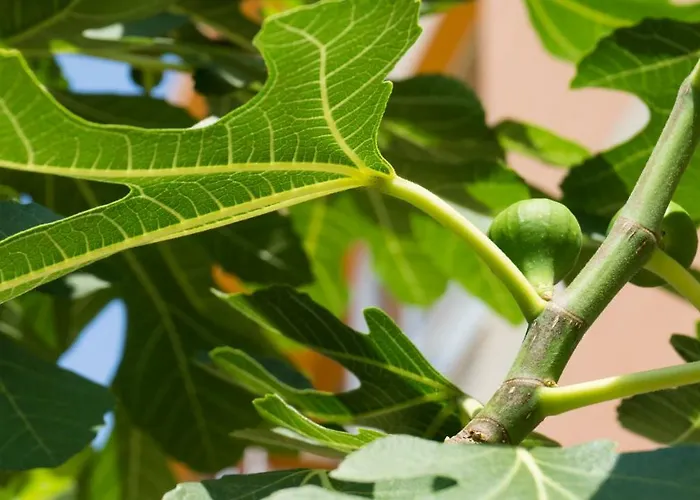 Hotel Darius Hstl Slantchev Briag